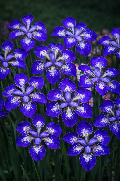 Iris sibirica I See Stars